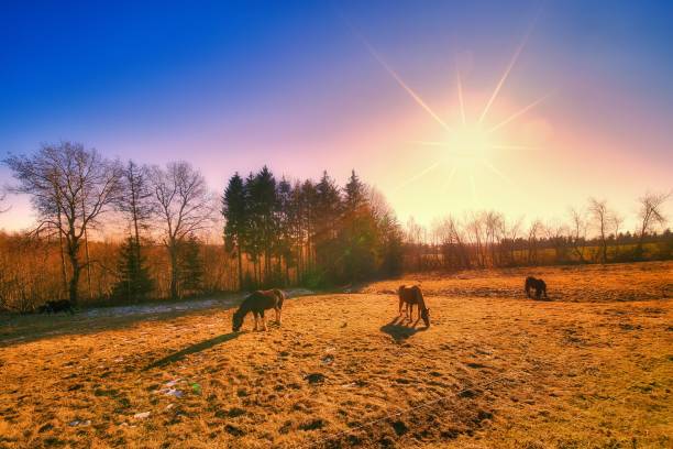 Spring on the horse farm in the Thuringian Forest