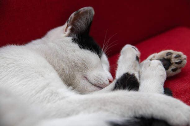 Black and white cat sleeping peacefully beneath a wooden table, legs dangling freely, embracing a tranquil moment of rest in a cozy indoor setting filled with comfort