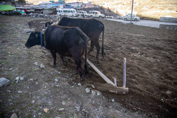 A pair of oxen are harnessed together, working to till the soil in a picturesque rural village setting with a backdrop of buildings and mountains. Indian farming concept