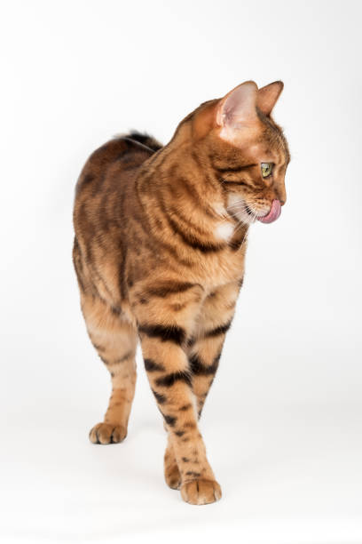 Full length Bengal cat licking lips. Studio shot on white background.