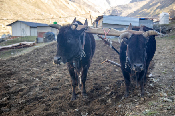 A pair of oxen are harnessed together, working to till the soil in a picturesque rural village setting with a backdrop of buildings and mountains. Indian farming concept