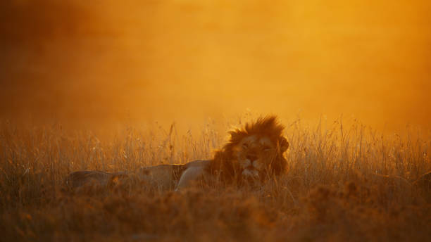 istock Majestic Lion at Sunset in Masai Mara 2197594080