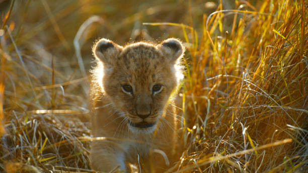 Lion Cubs in wild