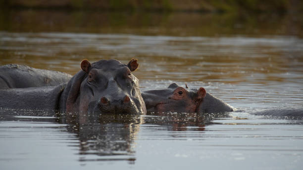 istock Hippo Pair Resting in Masai Mara River 2197594103