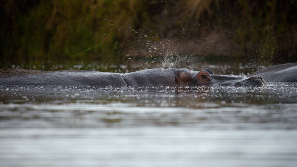 istock Submerged Hippos in Masai Mara Waterscape 2197594105