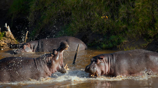 istock Hippos Submerged in River Waters at Masai Mara 2197594112