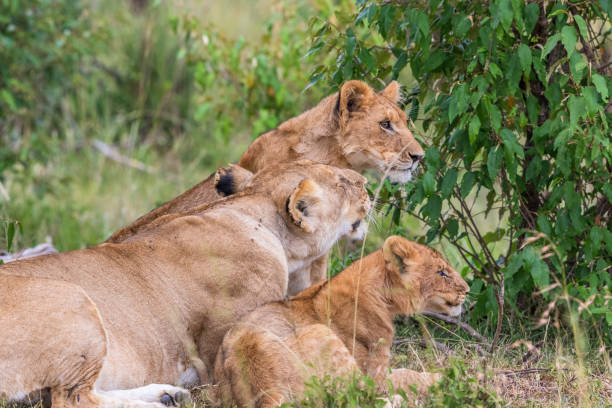 istock Lioness with two cubs in the bush 2197594113