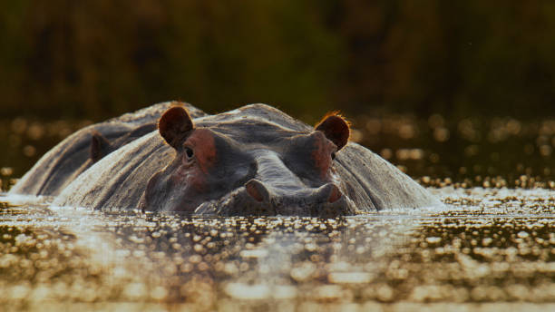 istock Submerged Hippo Eyes in Masai Mara 2197594122