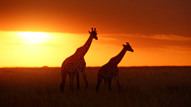 istock Graceful Giraffes at Dawn in Masai Mara 2197594131