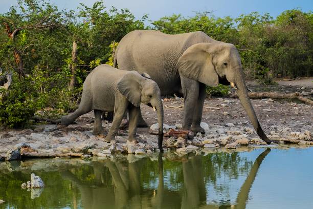 istock Mother and Baby Elephant Drinking at a Waterhole in Namibia 2197595061