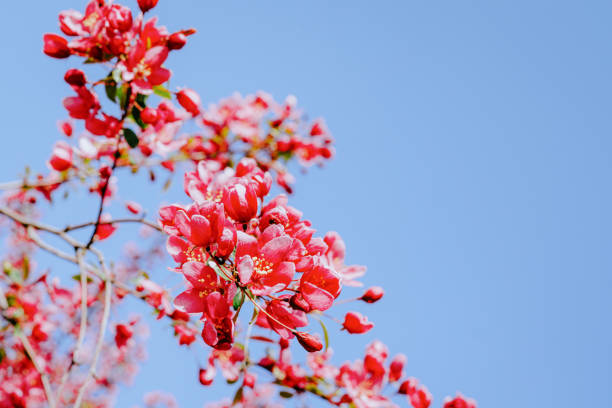 istock Vibrant Cherry Blossom Branches Against a Clear Blue Sky 2197595075
