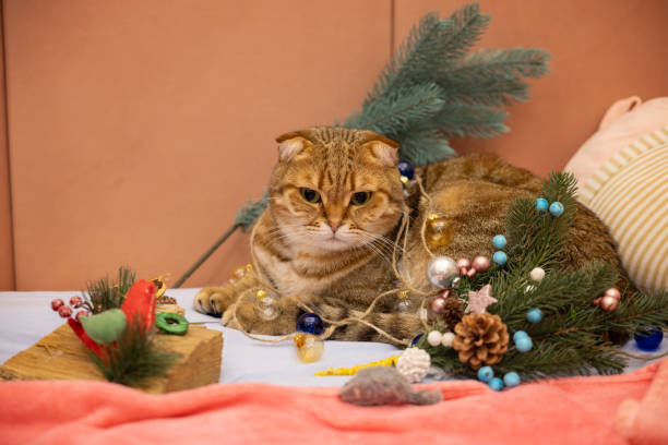 istock A Scottish Fold cat surrounded by Christmas decorations, including ornaments, pine branches, and festive lights, lying on a cozy surface. 2197595087