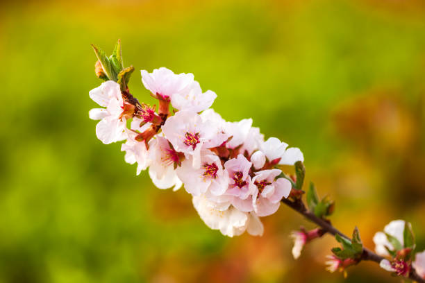 In spring, the plum trees bloom, Peach blossoms in bloom