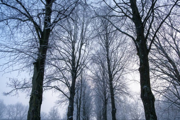 Beautiful frozen tree-lined path in Lund Sweden