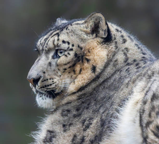 Close-up of a wild white tiger seen on black background. Ultra high resolution image.