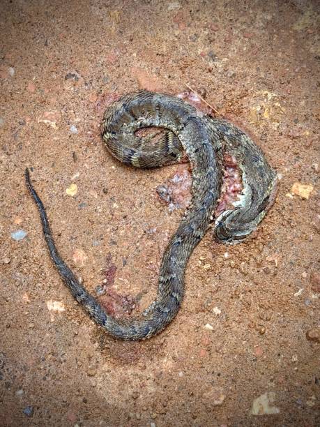 istock False Fer de Lance in Santa Teresa, Brazil 2197597257