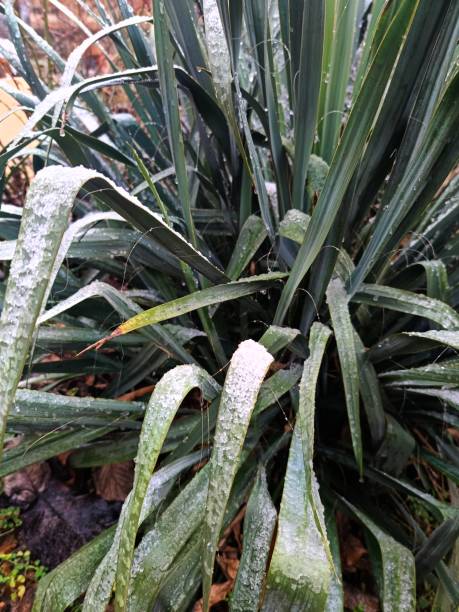 istock plants are covered with a crust of wet snow 2197597542