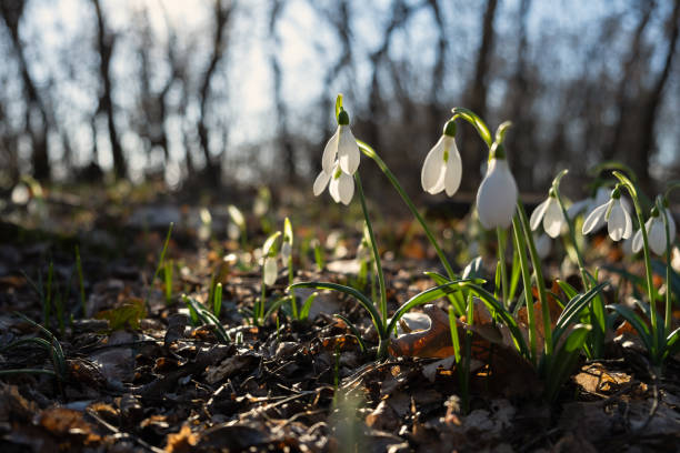 istock Snowdrops Galanthus nivalis in the forest close-up. 2197599933