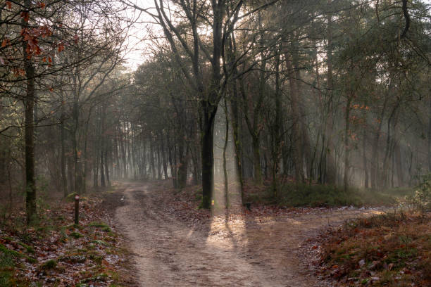 Misty Forest Pathway in Early Morning Winter Light
