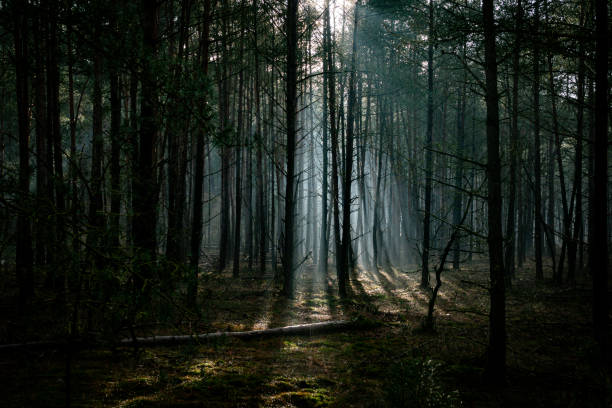 istock Misty Forest Pathway in Early Morning Winter Light 2197600229