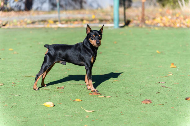 istock A miniature pinscher dog standing on artificial green grass. 2197600473