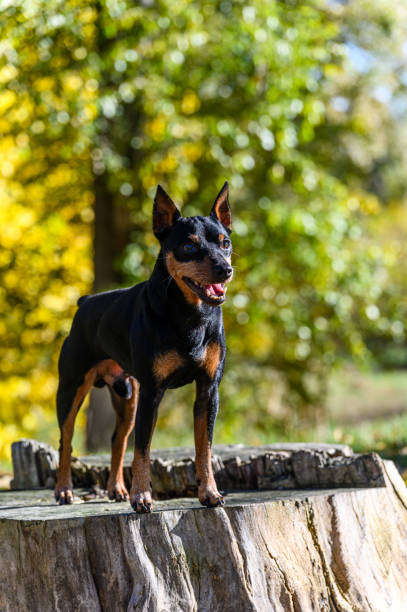 istock A black and tan miniature pinscher dog standing on a tree stump in a park. 2197600571