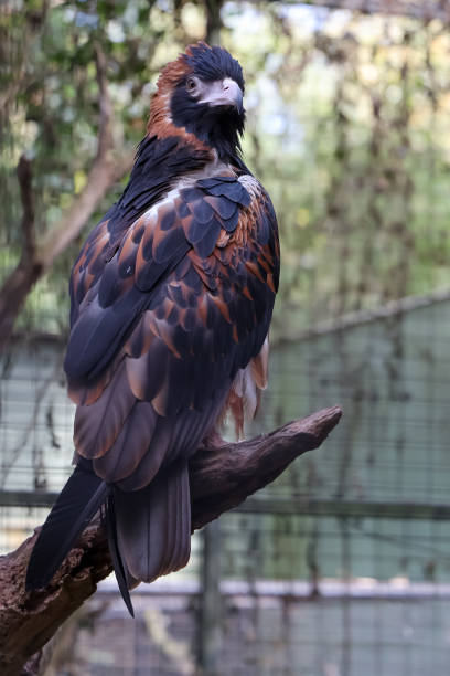 istock The black breasted buzzard is predator at australia 2197600605