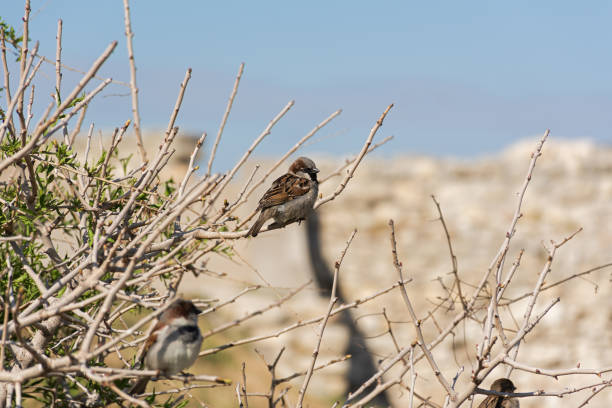 House sparrows on a branch feeding.