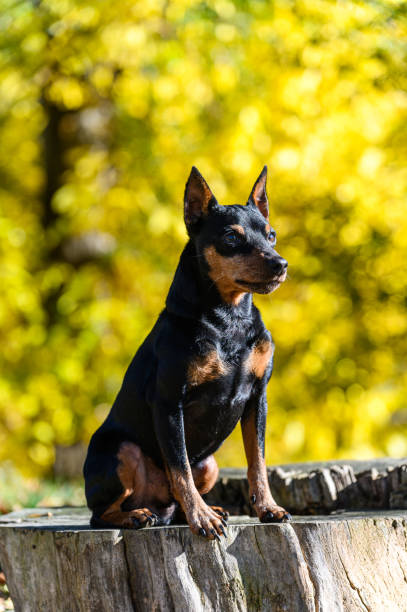 istock A black and tan miniature pinscher dog sitting on a tree stump in a park. 2197600849