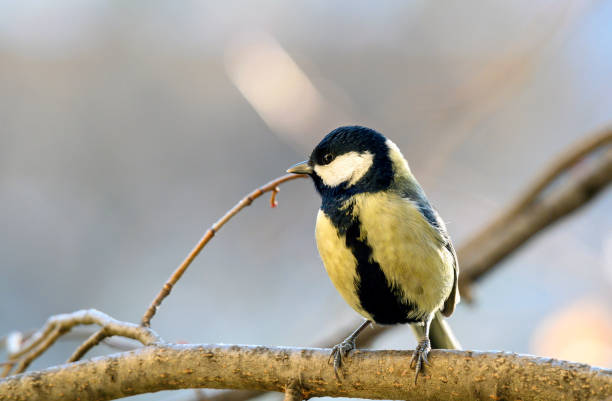 istock Cute bird Great tit, songbird sitting on the tree trunk 2197605708