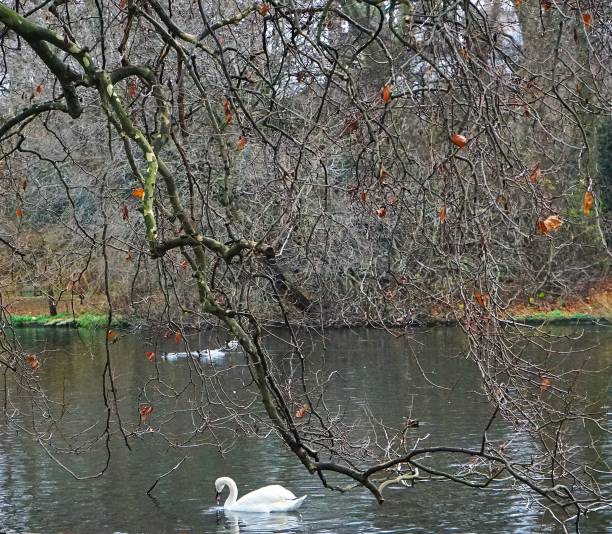 White Swan swimming along St James Lake London featuring tree branches, water, grass