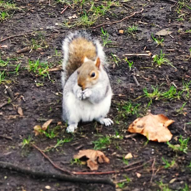 Grey Squirrel, Sciurus carolinensis in a public park in London where - despite they are a invasive specie -  are quite popular