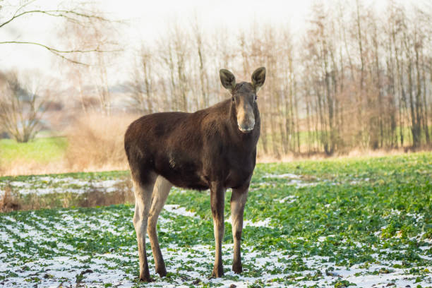 Shiras' Bull Moose in East Central Idaho.