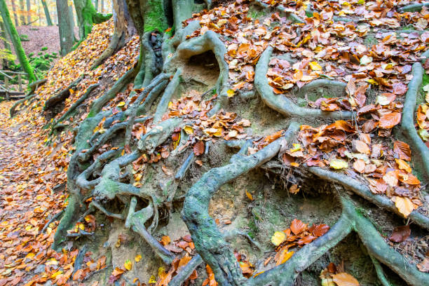Yellow and orange leaves, trees, roots on the earth near the tree in autumn forest. Nature colorful background.