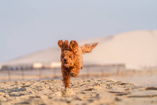 istock Happy fluffy cockapoo dog running along the shore of a beach at sunrise 2197607085