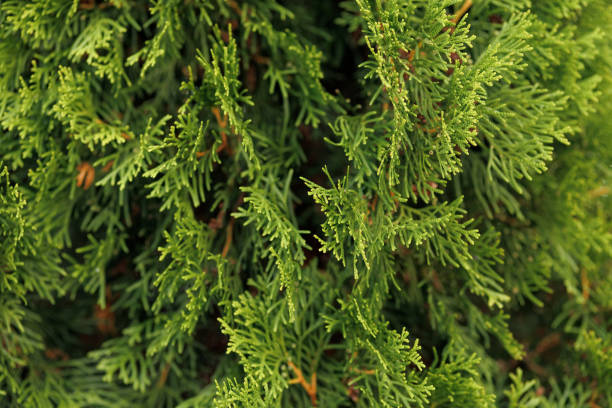 istock Evergreen arborvitae, natural background, background, abstract, natural 2197607159