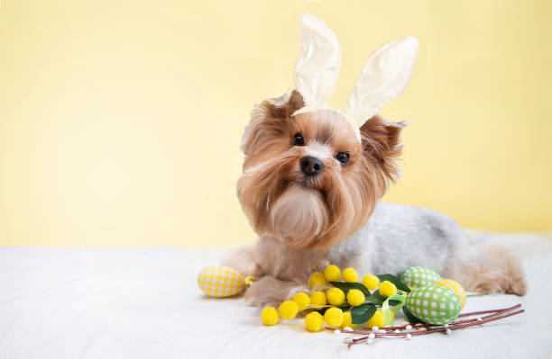 istock Happy dog (Yorkshire terrier) wearing Easter bunny ears. 2197609943