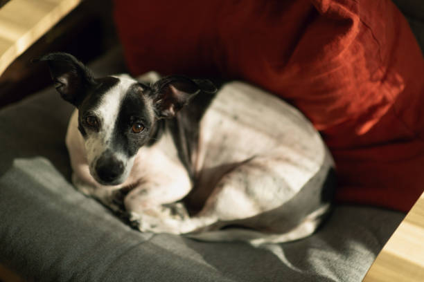 Portrait of a dog where we can see its muzzle and intelligent gaze in focus.