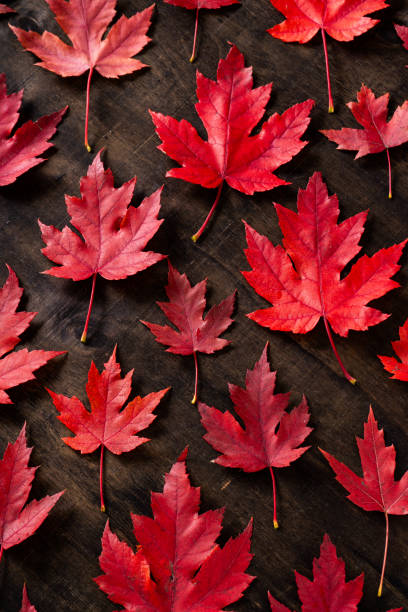istock Red maple leaves on black autumn background. 2197611606