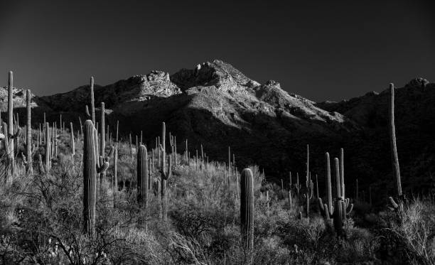 istock Black And White Sun Rise Warms Sabino Canyon And Surrounding Mountains 2197611892