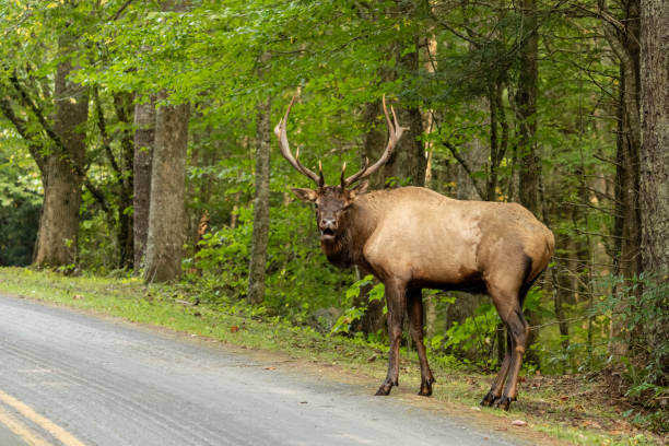 istock Bull Elk Takes Deep Breath In Preperation to Bugle 2197612004