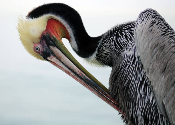 istock California Brown Pelican close up 2197614108