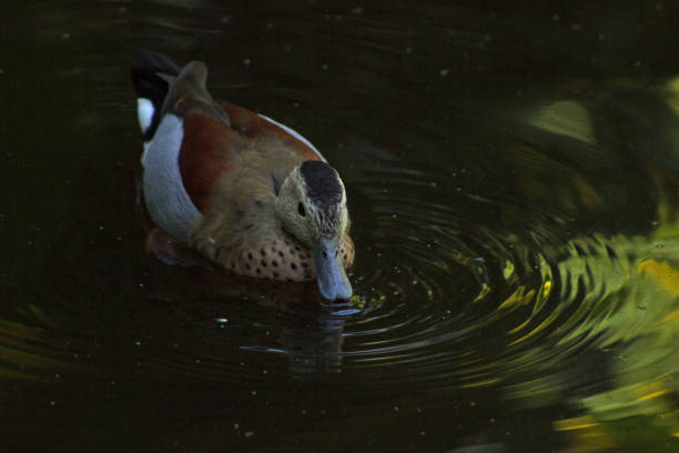 A male Ringed Teal duck swimming on shaded pond