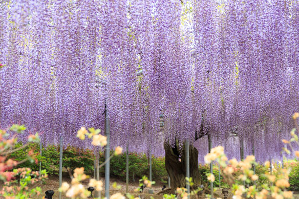 istock Wisteria flowers in full bloom on a large trellis 2197615575