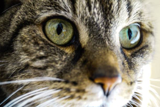 A close-up of a tabby cat's face with green eyes, showcasing its detailed fur and whiskers.