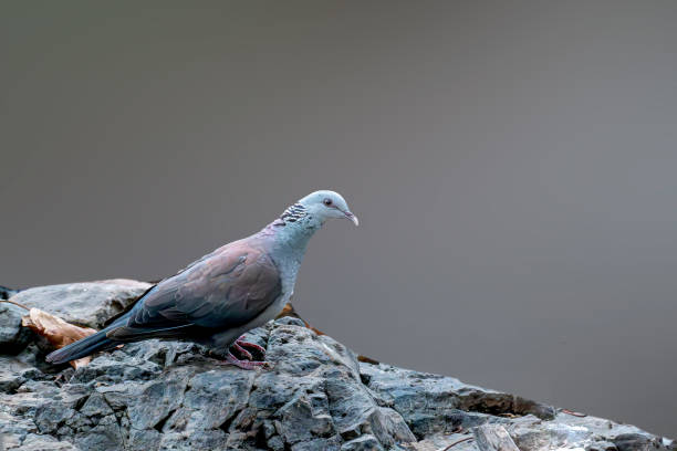 istock Nilgiris Wood Pigeon in the valley 2197618404