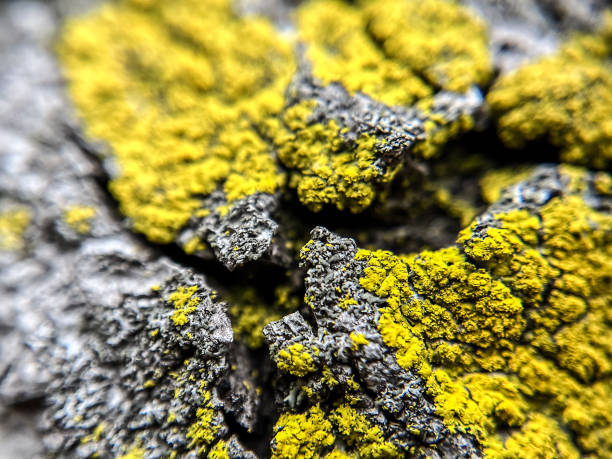 Macro shot of candle moss growing on tree bark
