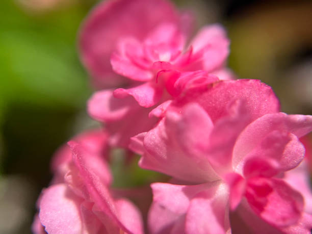 Macro shot of blooming Armeria petals