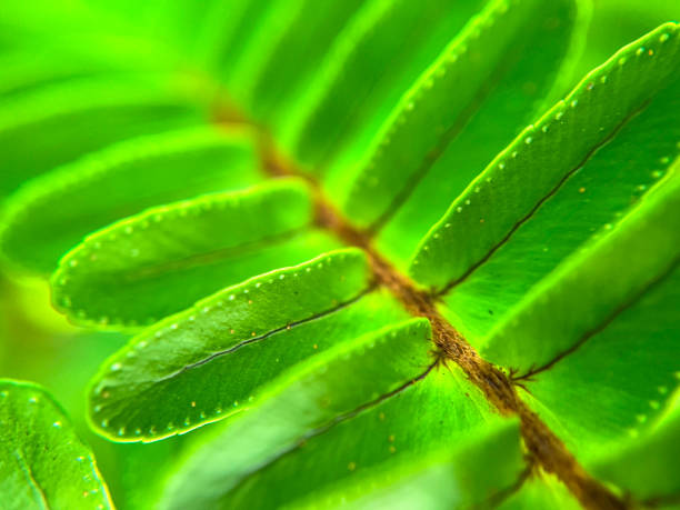Macro shot of a fern leaf
