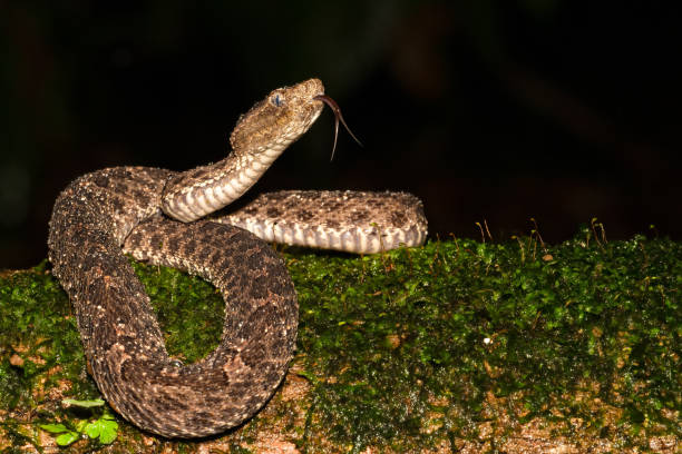 istock Porthidium ophryomegas, Slender hognosed pitviper, is a venomous species found in Central America 2197619640